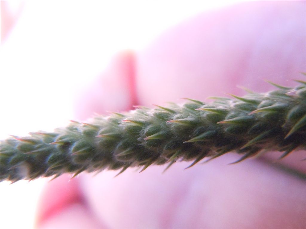 Pianta da identificare - Plantago sp.